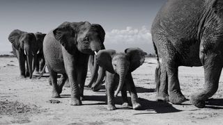 Grayscale photo from Saving Elephants photo book image by Alwyn Coates