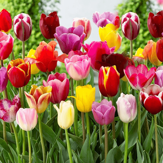 Tulip Tall Garden Mix