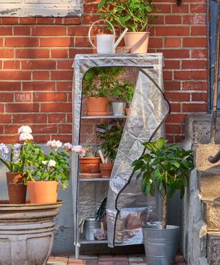 Ikea metal shelving unit and plastic cover used as a mini greenhouse for growing plants