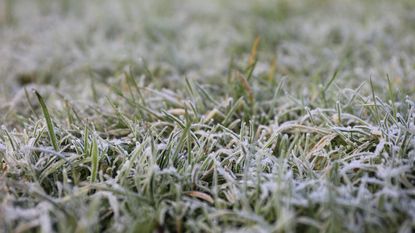 Frozen grass on a wintery morning