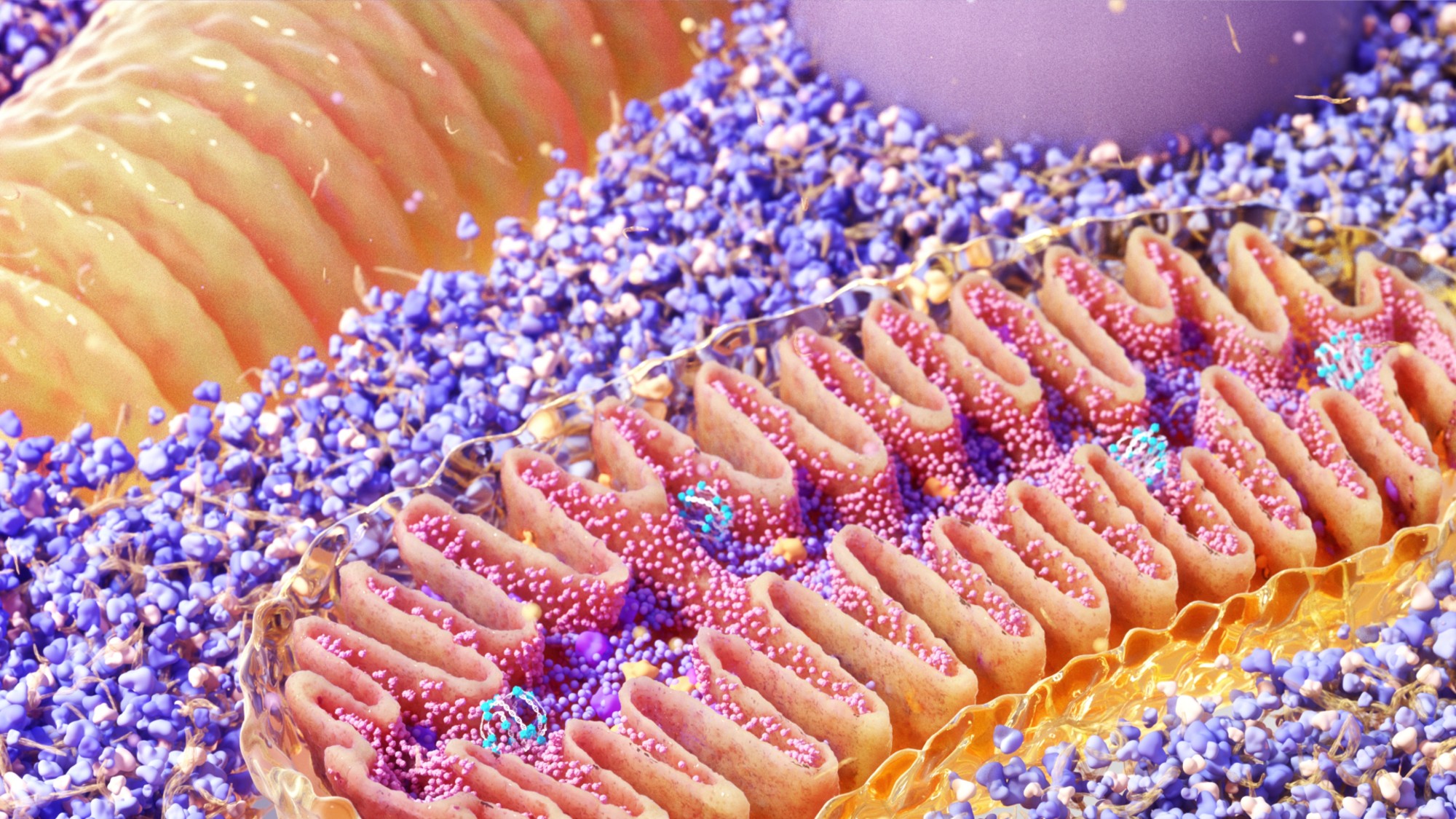 A stock photo of mitochondria cells.