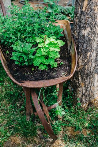 Vintage wheelbarrow planted with herbs