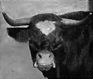 This photograph of a Niata cow, taken around 1890, appeared in a study published in 1915 in the journal Proceedings of the Zoological Society of London.