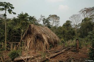 Here, the "Last of his Tribe's" house and garden, where the man grows manioc and other vegetables, according to Survival International.