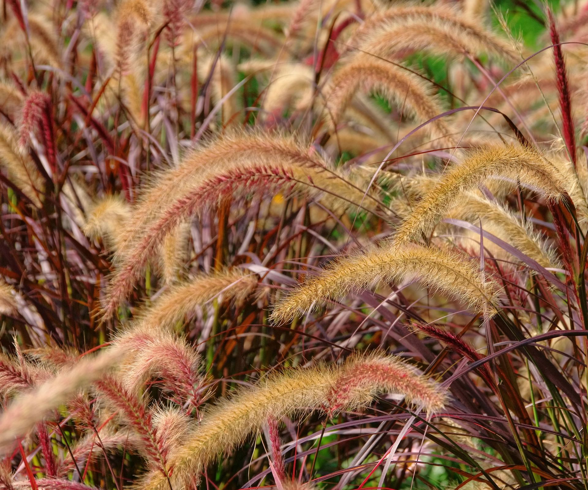 purple fountain grass showing purple green stalks