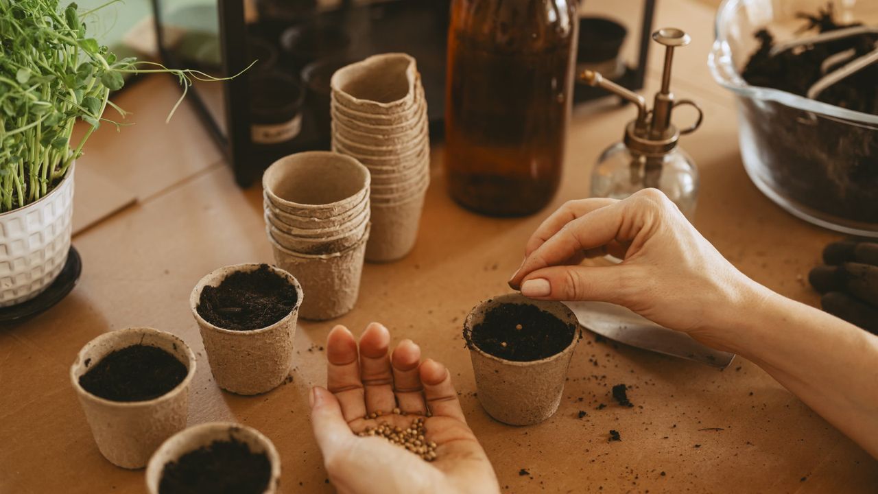 Sowing flower seeds into pots of soil