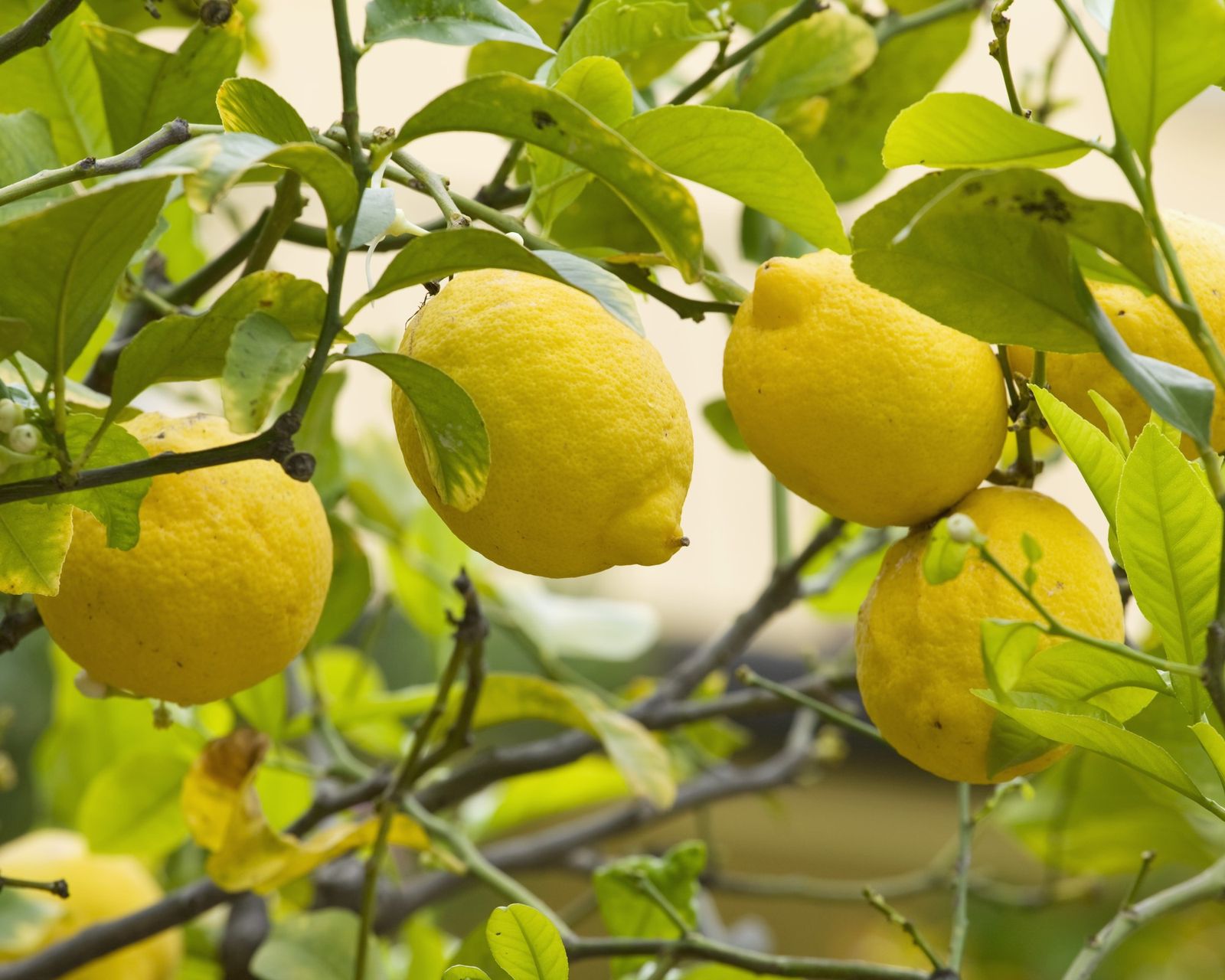 Expert tips on how to grow a lemon tree Gardeningetc