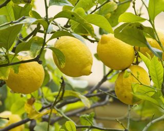Three lemons on the branch of a lemon tree