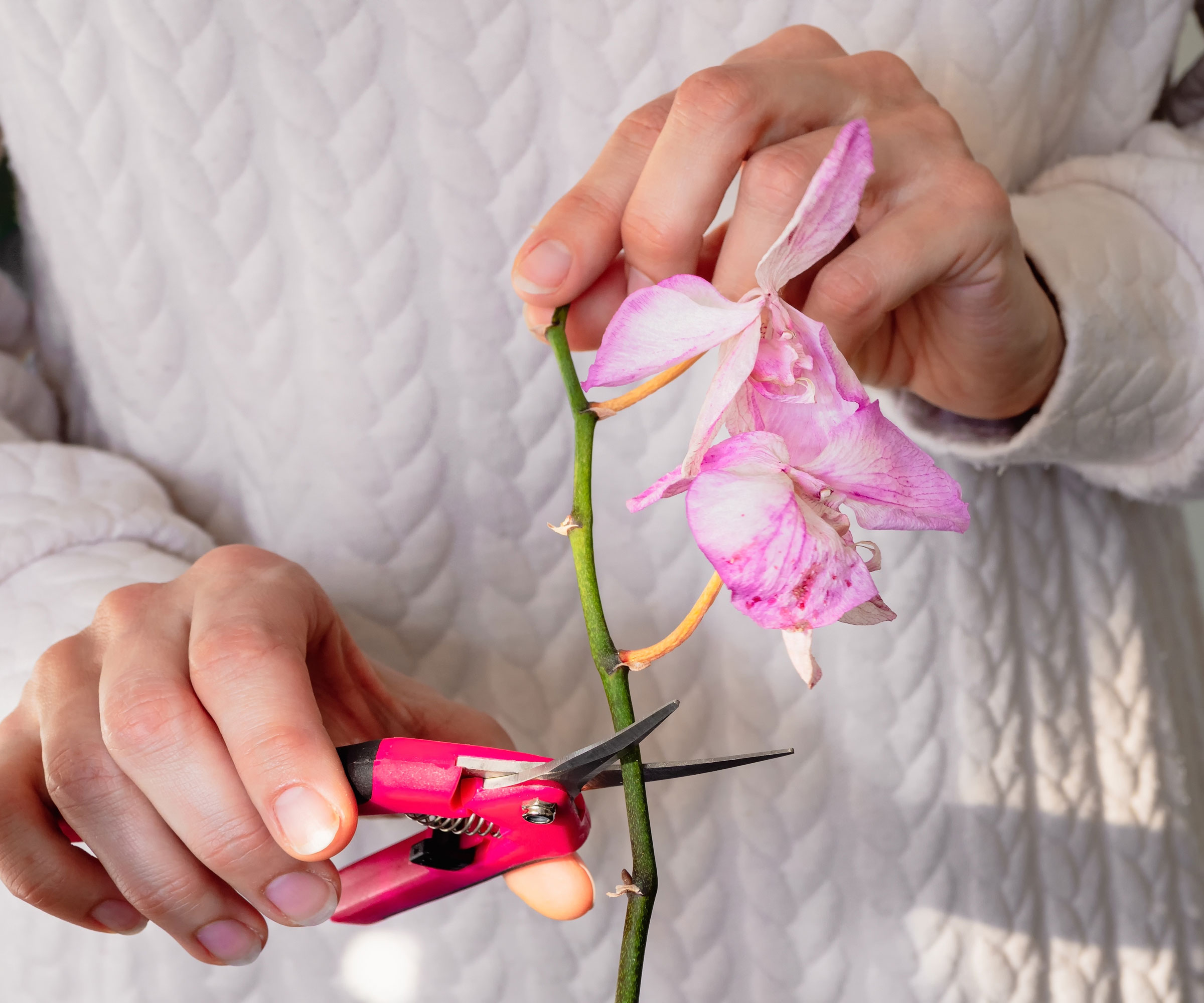 orchid plant being pruned at the stalk