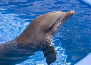 porpoise, dolphin