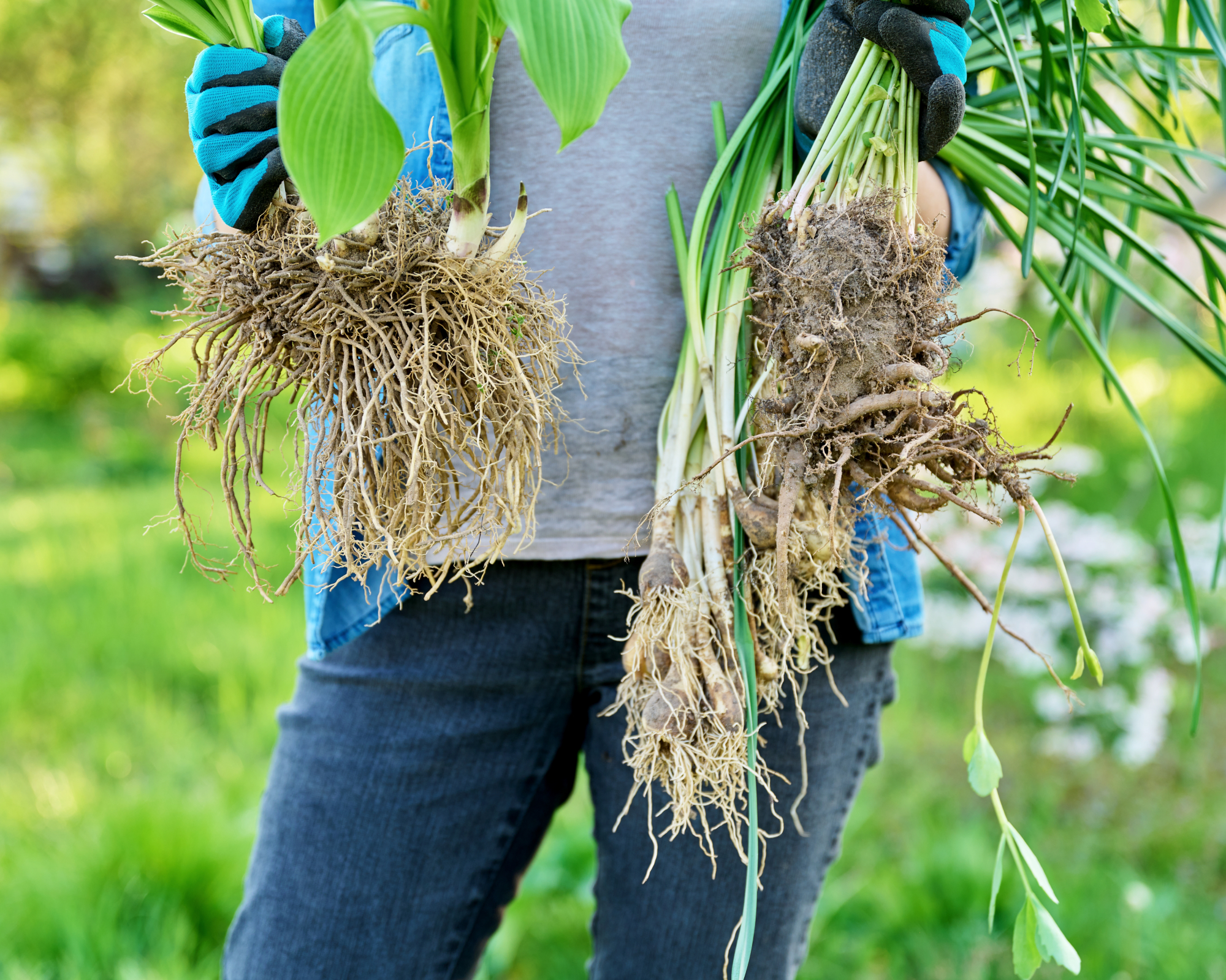 Woman holding plant divisions