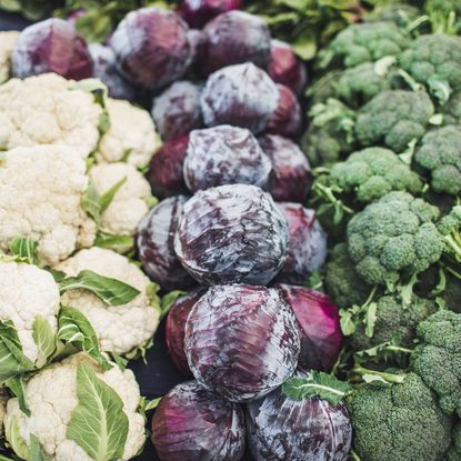 Cruciferous vegetables in rows on display