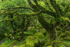 The mysterious Wistman's Wood, an ancient stunted pedunculate oak woodland high on the Dartmoor moorland, Dartmoor National Park.