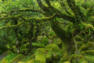 The mysterious Wistman's Wood, an ancient stunted pedunculate oak woodland high on the Dartmoor moorland, Dartmoor National Park.