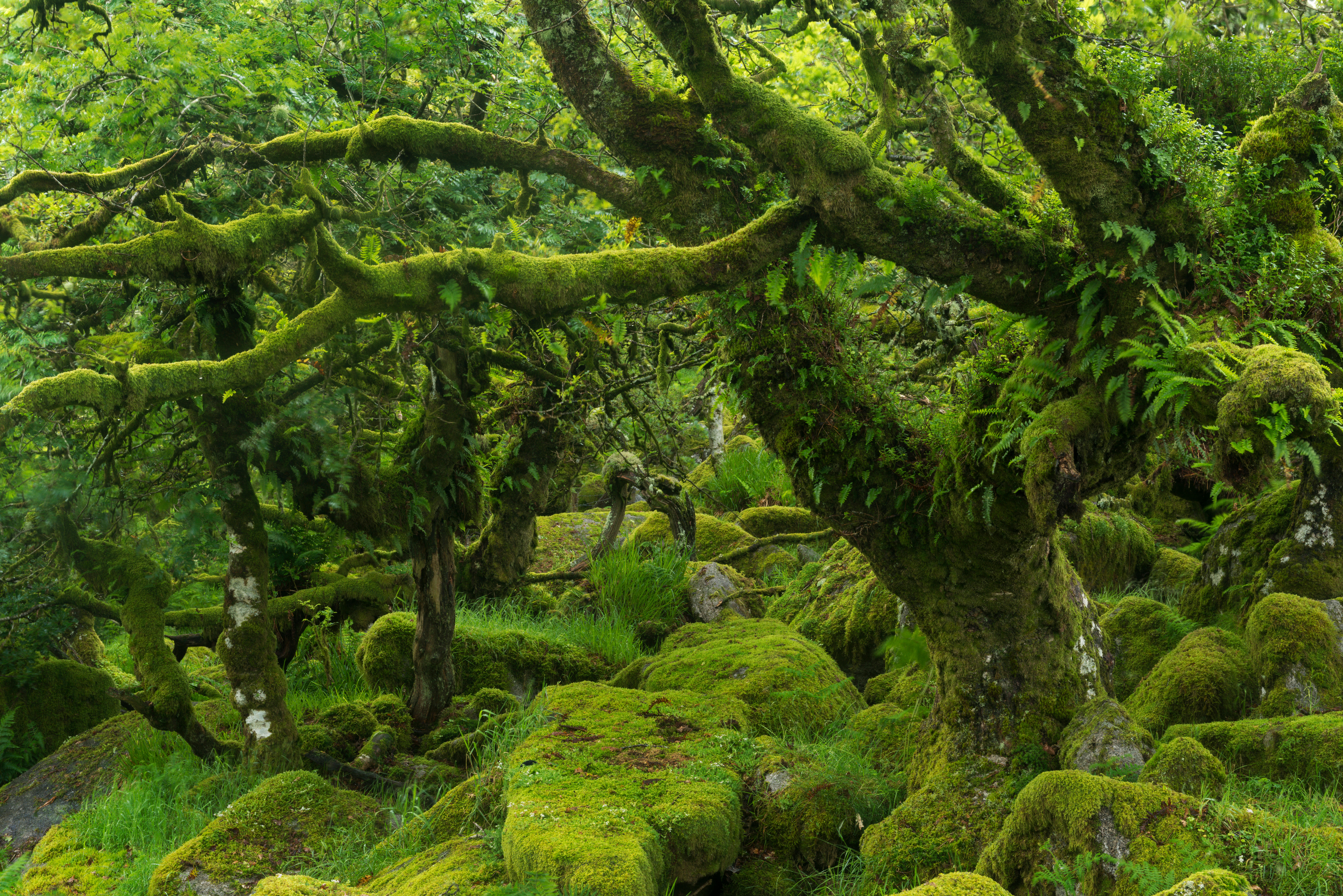 The mysterious Wistman&#039;s Wood, an ancient stunted pedunculate oak woodland high on the Dartmoor moorland, Dartmoor National Park.