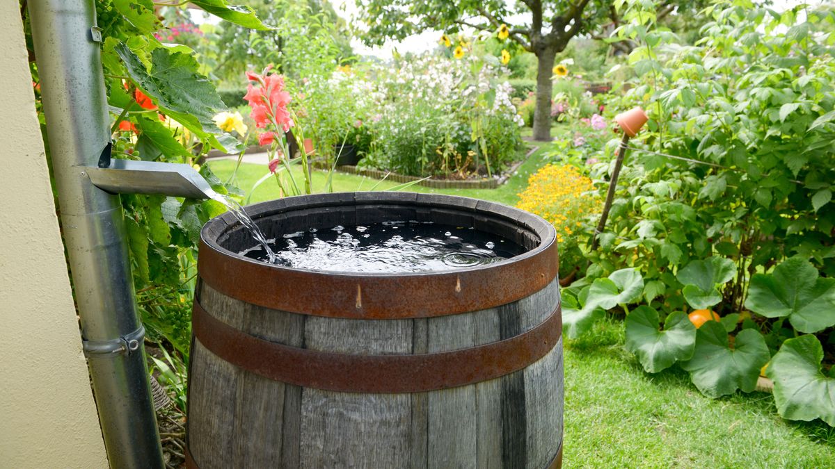 How to make a rain barrel for saving water at home | Gardeningetc