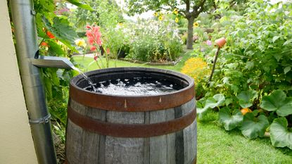 collecting water from a downspout in a wooden rain barrel