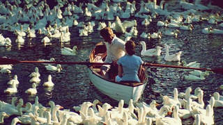 A romantic scene from The Notebook, where Noah and Allie sit closely in a rowboat on a calm lake, surrounded by swans, sharing a tender moment.