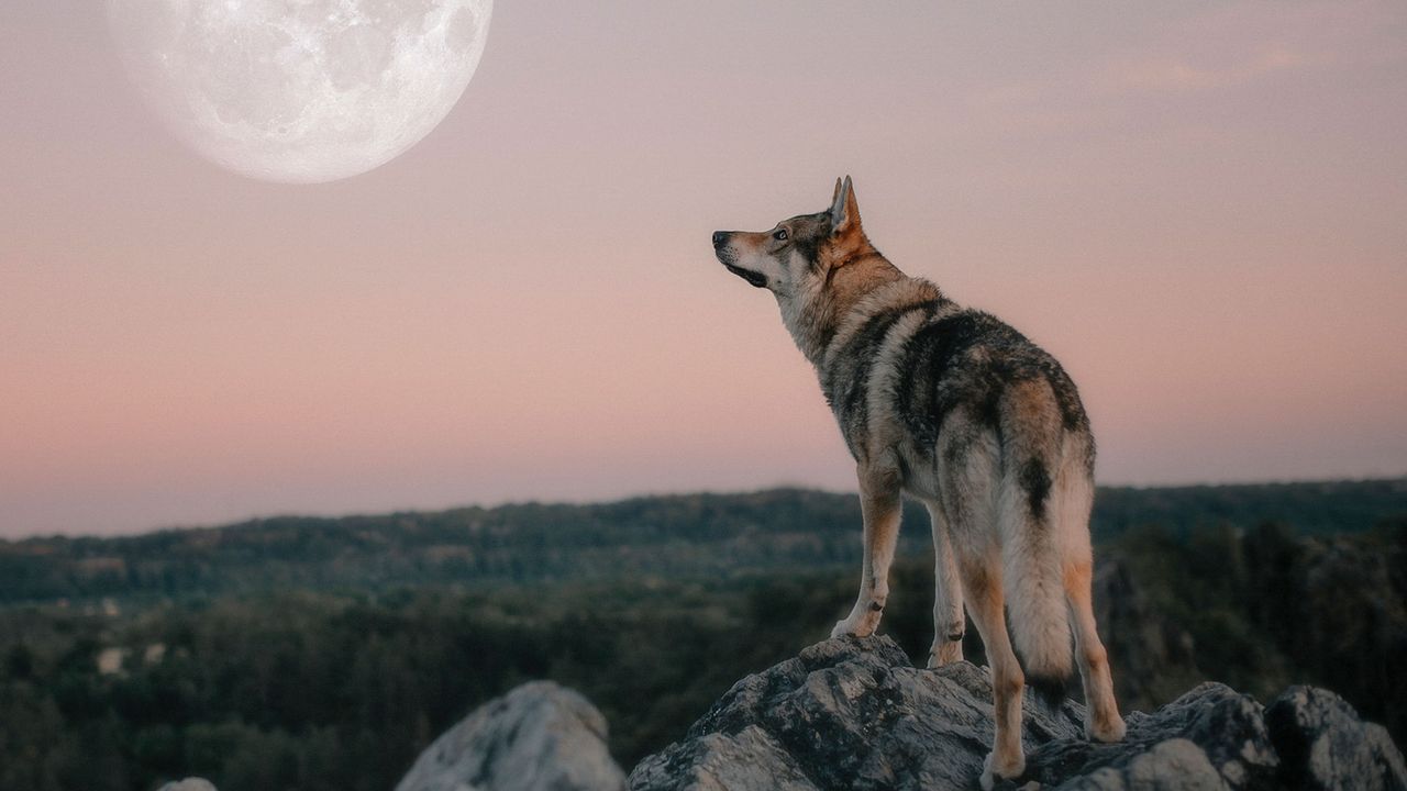 wolf moon