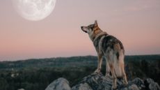 wolf moon