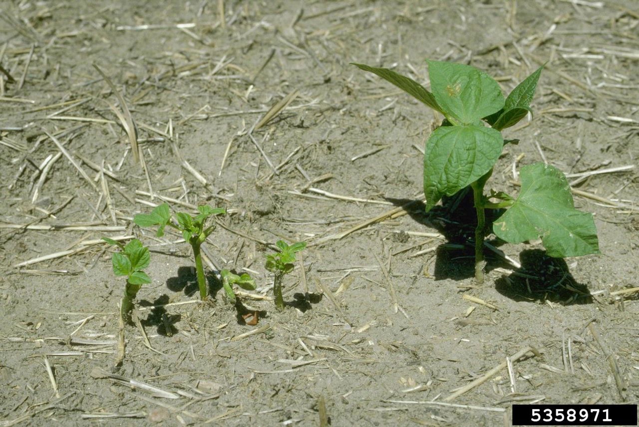 Balhead Of Beans Growing Out Of Dirt