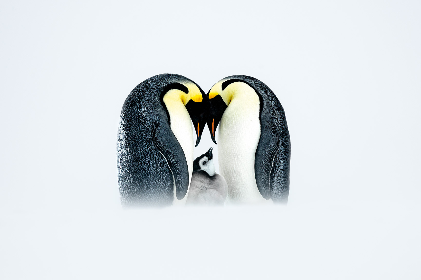 Two Emperor penguins nuzzle together, framed by a snowy background, with a fluffy chick nestled between them