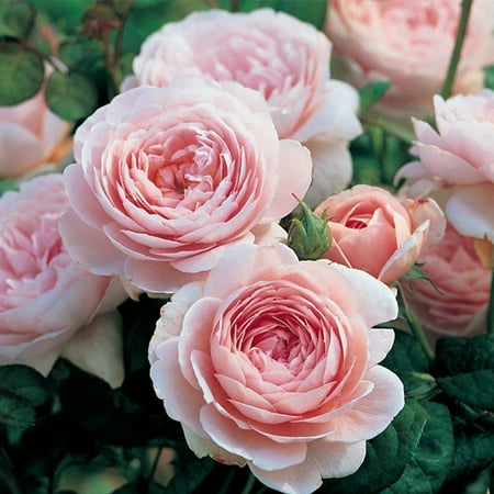 Heirloom Roses Pink Rose Bush - the Queen of Sweden&amp;reg; David Austin Plant , Fragrant Live Plants for Outdoors , Own Root Bushes for Planting