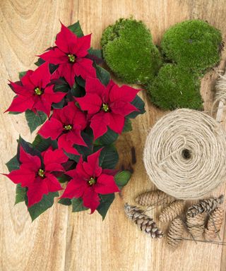 poinsettias, fir cones, string and moss for making door wreath