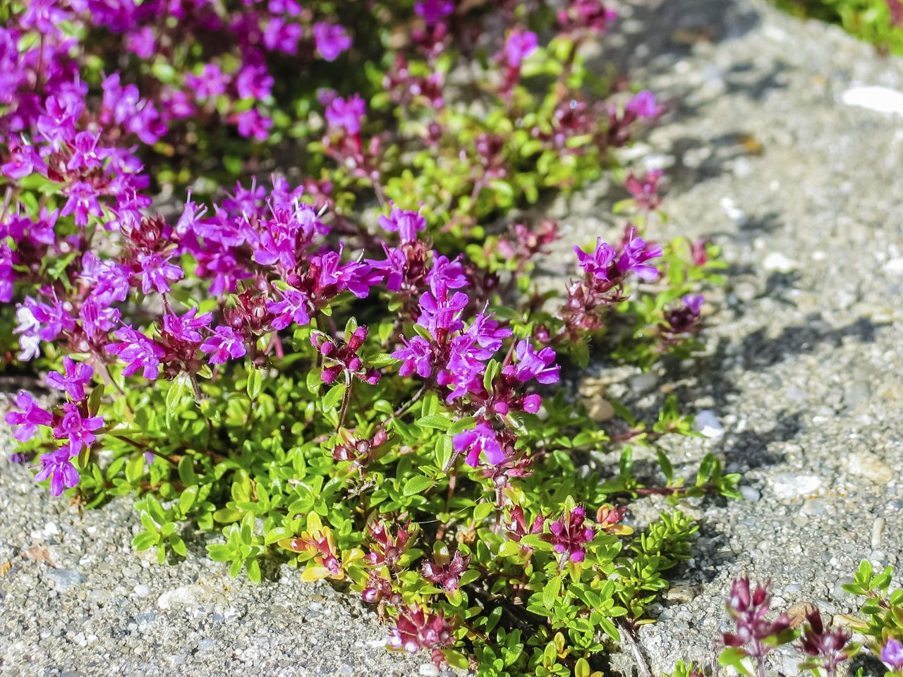 Pink Groundcover Plants