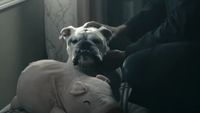 Terror being pet in Season 2 of The Boys