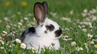 English Spot rabbit sitting in the grass