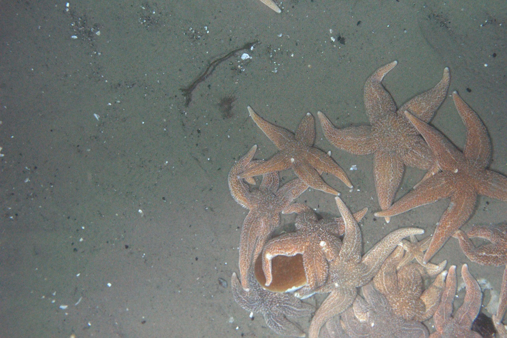 habcam, ocean habitat, marine life images