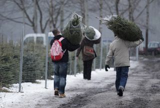 christmas tree shortage - Christmas tree shoppers carry trees home in snow
