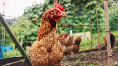 A brown rooster with a red comb on his head looks to the right of the camera. He stands in a fenced in area with other chickens blurry in the background