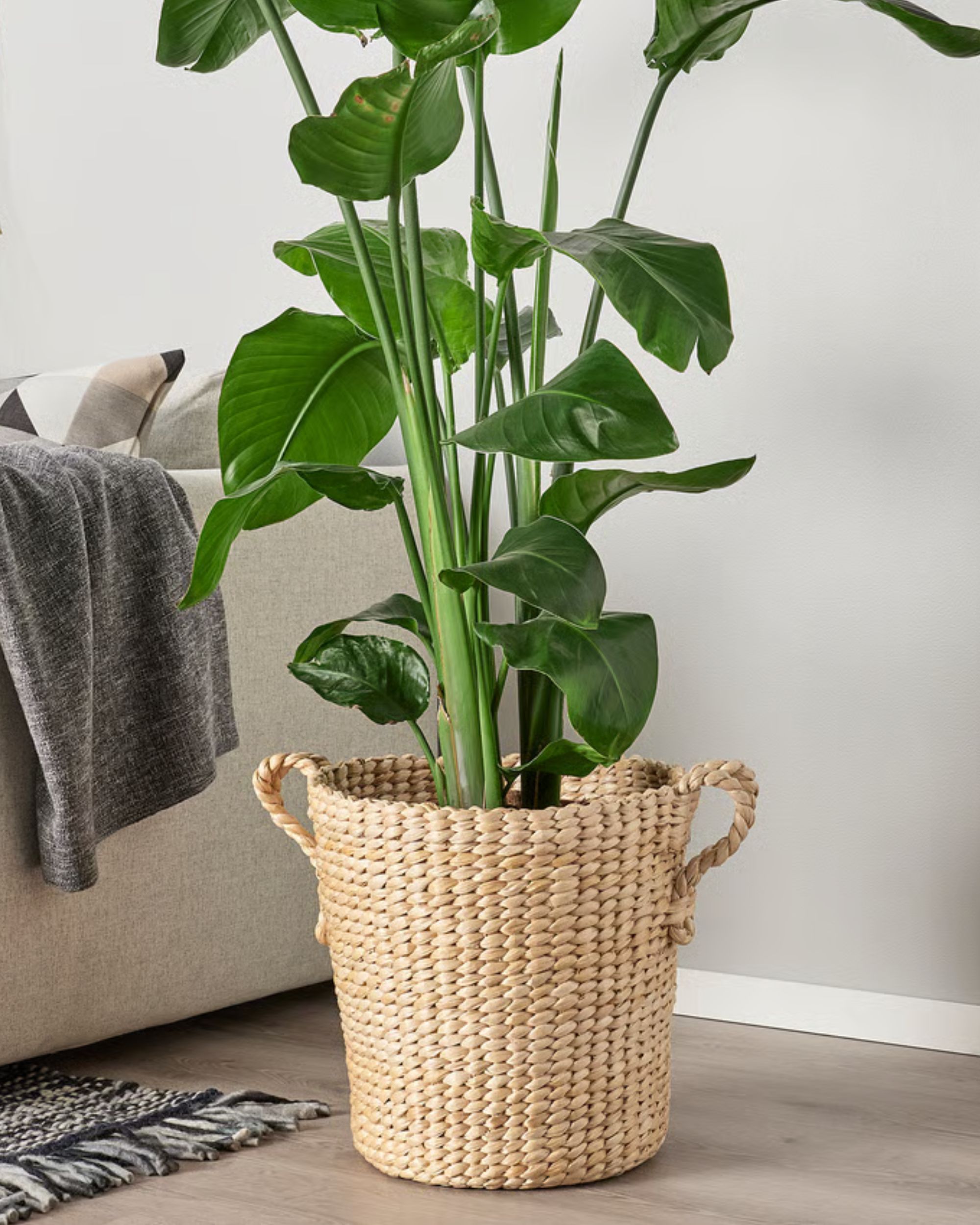 A woven plant pot with a tall houseplant planted.