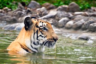 The wildlife in the Sundarbans is incredible. Image: RNMitra, Getty Images