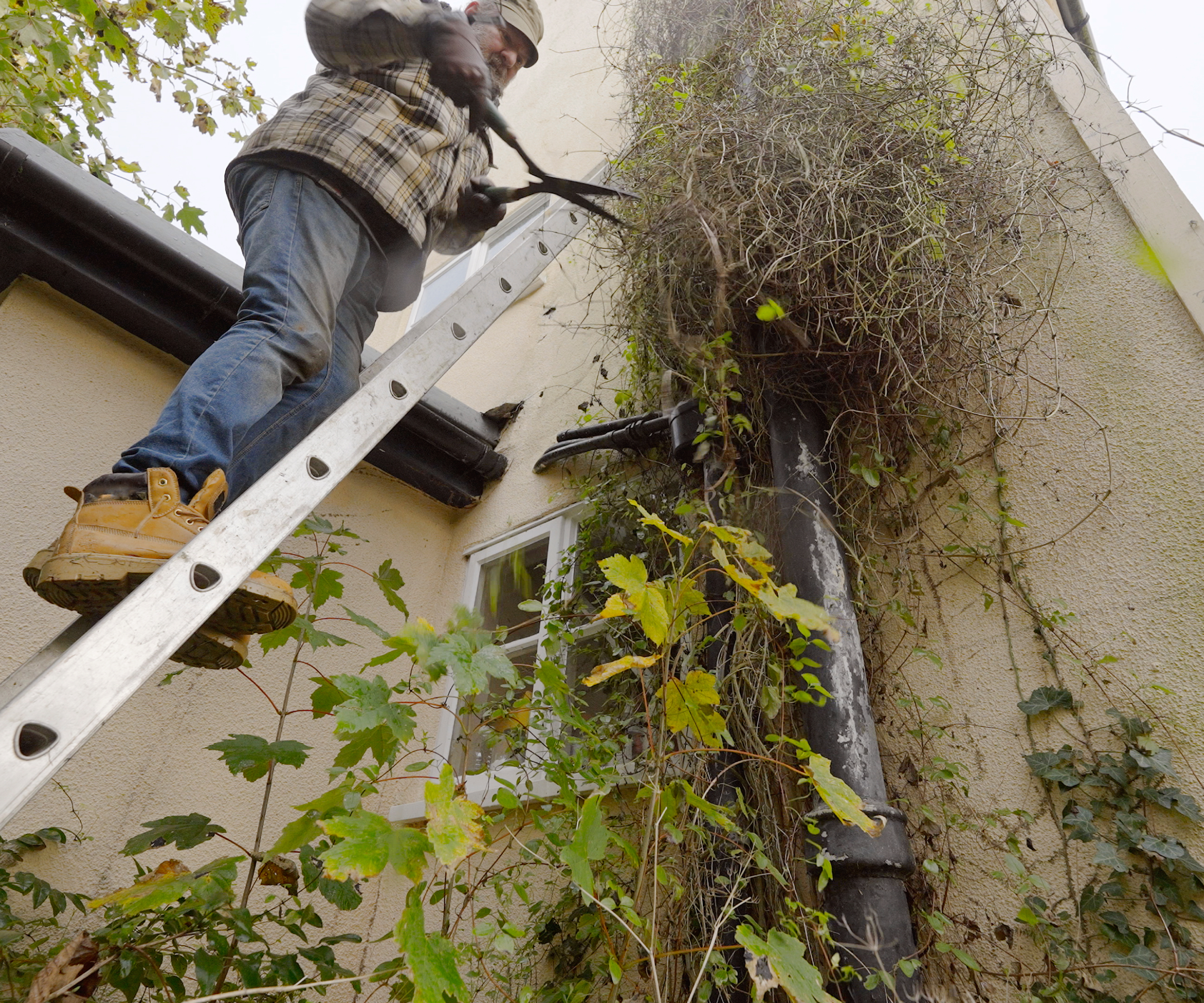man on ladder leant against house cutting back overgrown plants