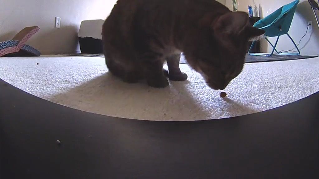 Petcube Bites 2 Lifestyle