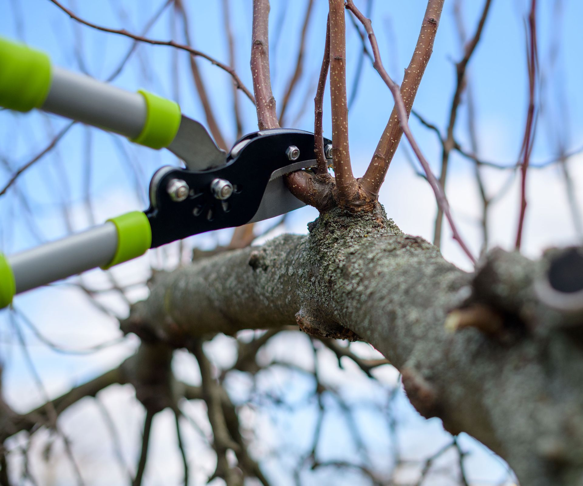 pruning water sprouts with green and silver loppers