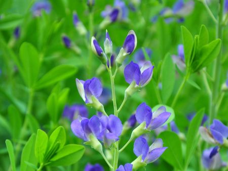 Purple Baptisia Plants