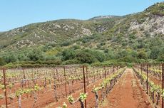 Kefalonia wineries