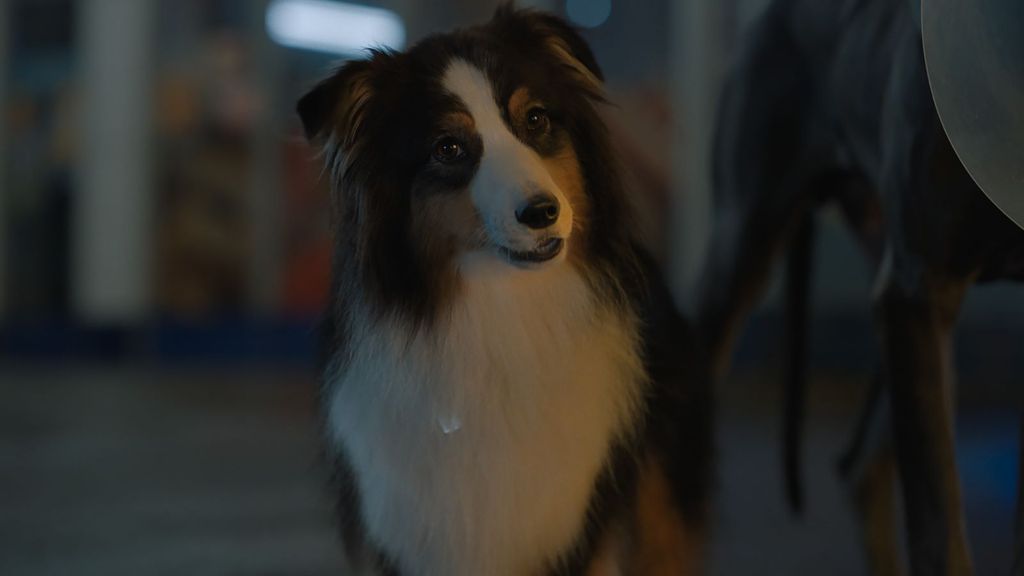 Meet the Strays cast: who voices the dogs in the comedy | What to Watch