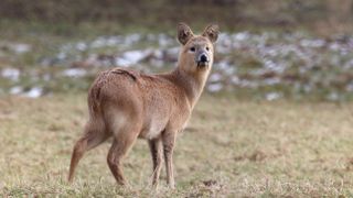 Chinese Water Deer