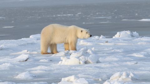 Polar bear photos: Stunning shots capture Earth's icons of climate ...