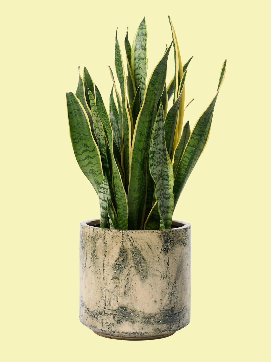 A potted snake plant from Patch Plants