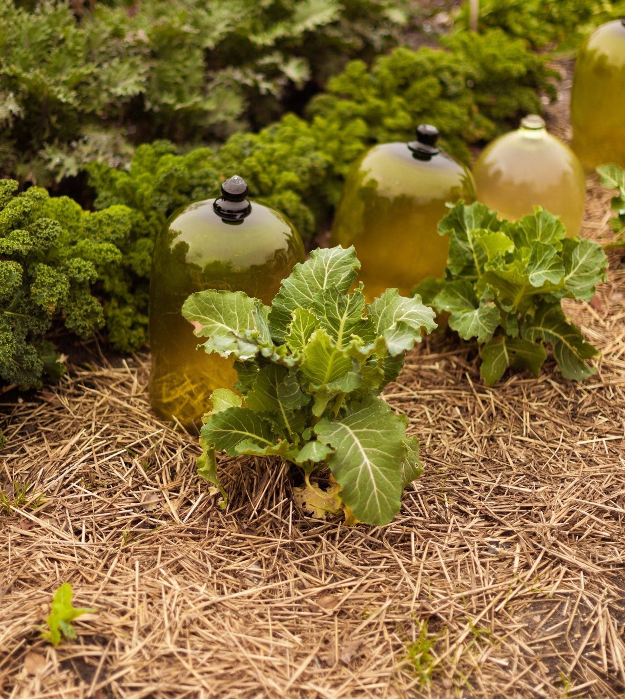 Cloches And Bell Jars In Garden