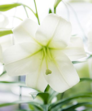 Easter lily flower
