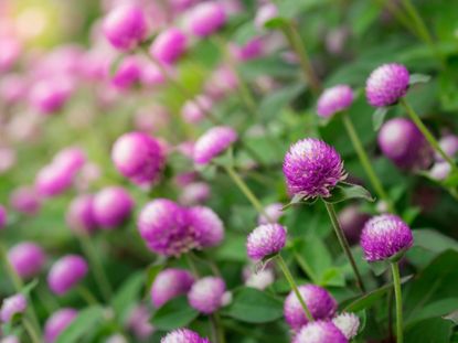 Pink-White Globe Amaranth Plants