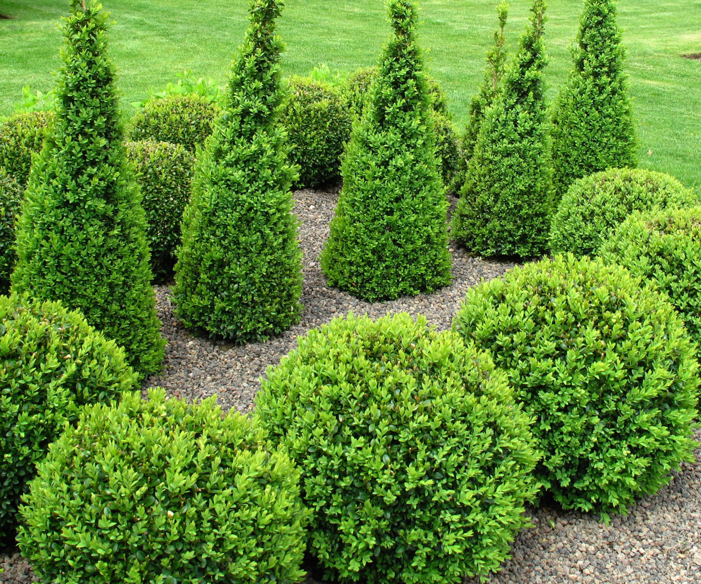 buxus plants in garden shaped into balls