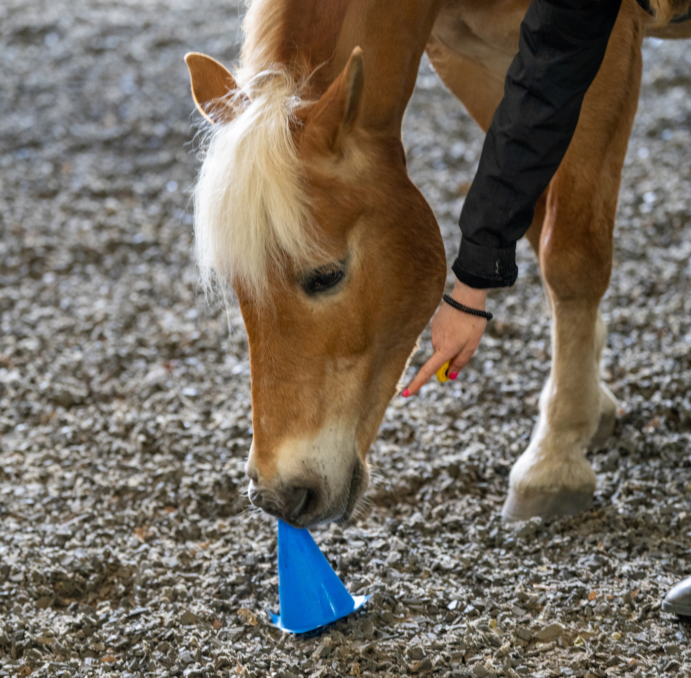 A horse touches a cone during a clicker training session.